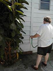 rubberplant 4.JPG